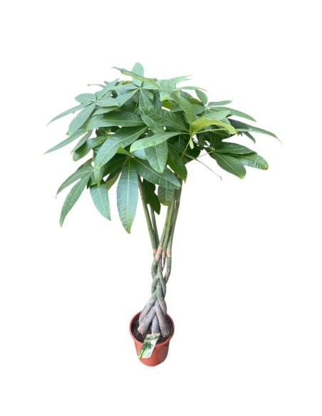 PACHIRA AQUATICA "albero dei soldi" Porta fortuna e stile