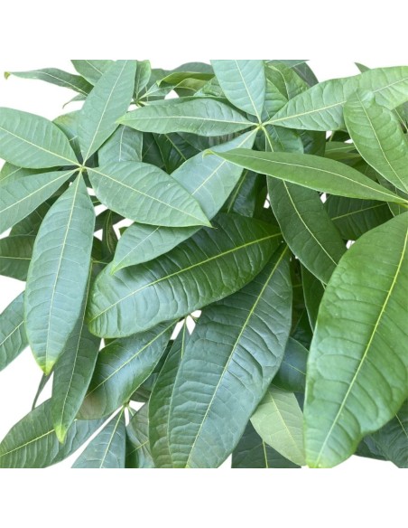 PACHIRA AQUATICA "albero dei soldi" Porta fortuna e stile