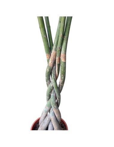 PACHIRA AQUATICA "albero dei soldi" Porta fortuna e stile