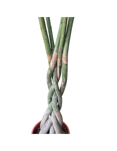 PACHIRA AQUATICA "albero dei soldi" Porta fortuna e stile