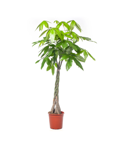 PACHIRA AQUATICA "albero dei soldi" Porta fortuna e stile