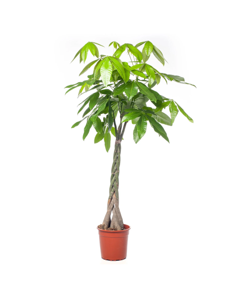 PACHIRA AQUATICA "albero dei soldi" Porta fortuna e stile