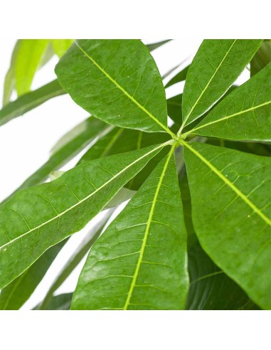 PACHIRA AQUATICA "albero dei soldi" Porta fortuna e stile
