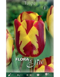 TULIPANO 'REMBRANDT HELMAR' (striped) 7 BULBI