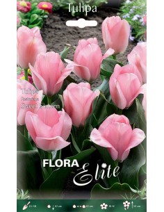 TULIPANO 'SWEET SIXTEEN' ( Fosteriana) 10 BULBI