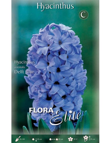 GIACINTO 'DELF BLUE' (orientalis) 3 BULBI