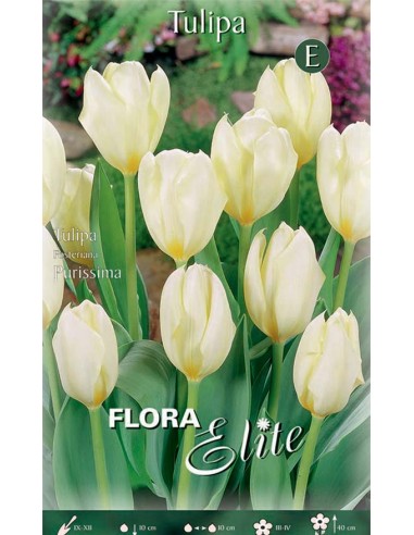 TULIPANO PURISSIMA (fosteriana) 10 BULBI