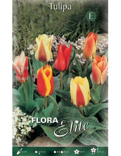 TULIPANO 'PEACOCK MIXED' (greigii) 10 BULBI