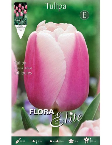 TULIPANO 'HAKUUN' (darwin hybrid) 10 BULBI