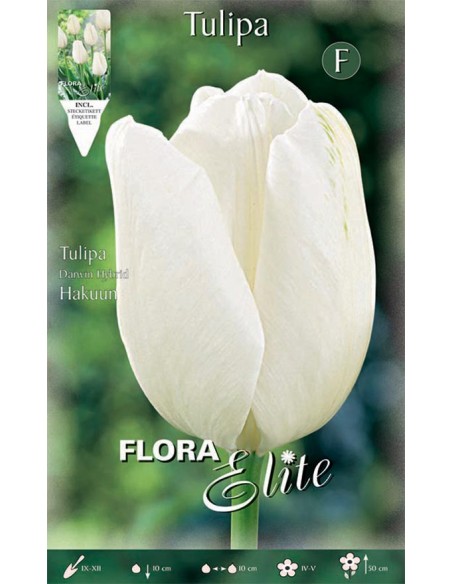 TULIPANO 'HAKUUN' (darwin hybrid) 10 BULBI