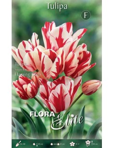 TULIPANO 'FLAMING CLUB' (multi-flowered) 7 BULBI