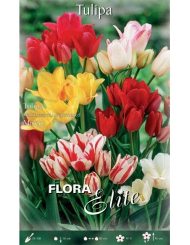 TULIPANO 'COLORI ASSORTITI' (longstemmed) 7 BULBI