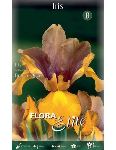 IRIS 'BRONZE QUEEN' (hollandica) 10 BULBI