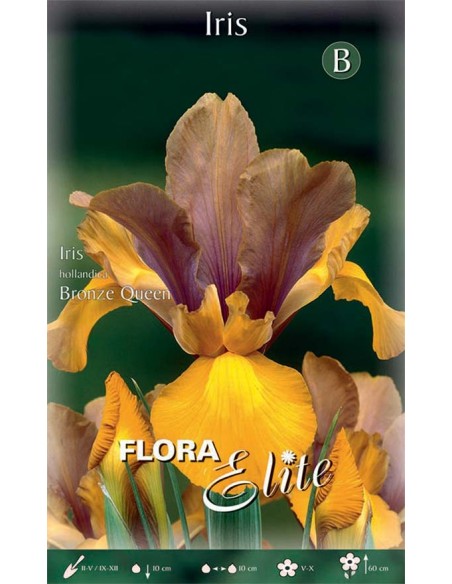 IRIS 'BRONZE QUEEN' (hollandica) 10 BULBI
