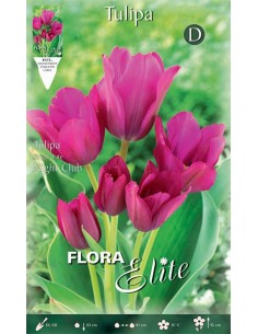 TULIPANO 'NIGHT CLUB' (multi-flowered) 7 BULBI