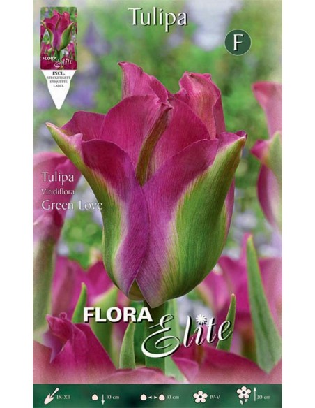 TULIPANO 'GREEN LOVE' (viridiflora) 7 BULBI