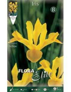 IRIS YELLOW (hollandica) 10 BULBI