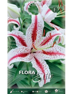 GIGLIO LILIUM 'DIZZY' (oriental) 2 BULBI