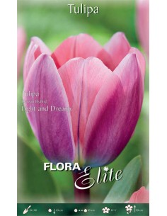 TULIPANO 'LIGHT AND DREAMY'(darwin hybrid) 10 BULBI