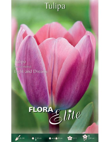 TULIPANO 'LIGHT AND DREAMY'(darwin hybrid) 10 BULBI