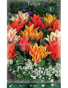 TULIPANO 'MULTIFIORE' MIXED (Shortstemmed) 10 BULBI