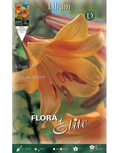 Giglio LILIUM 'AFRICAN QUEEN' (trumpet) 1 BULBO