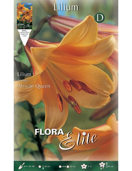 Giglio LILIUM 'AFRICAN QUEEN' (trumpet) 1 BULBO