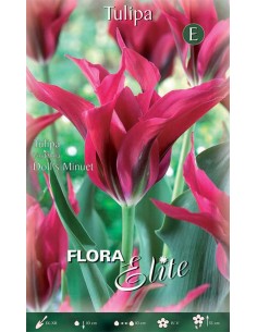 TULIPANO 'DOLL'S MINUET'(viridiflora) 7 BULBI