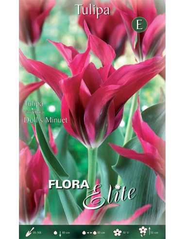 TULIPANO 'DOLL'S MINUET'(viridiflora) 7 BULBI
