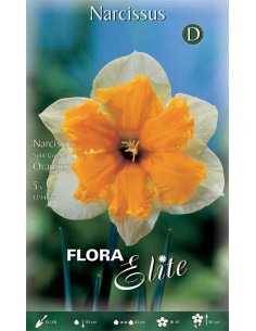 NARCISO 'ORANGERY' (split corona) 5 BULBI