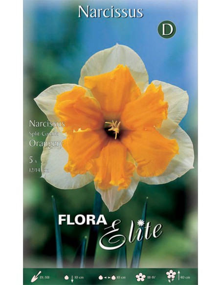 NARCISO 'ORANGERY' (split corona) 5 BULBI