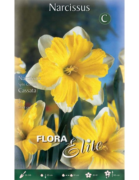 NARCISO 'CASSATA' (split corona) 5 BULBI