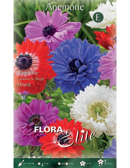 ANEMONE COLORI ASSORTITI (coronaria st. brigid) 20 BULBI