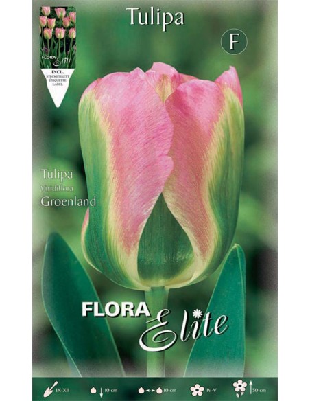 TULIPANO 'GROENLAND' (viridiflora) 7 BULBI