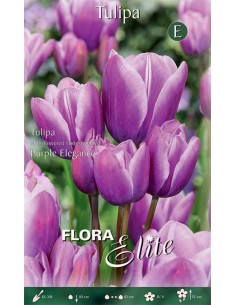 TULIPANO "PURLE ELEGANCE" (multi-flowered) 7 BULBI
