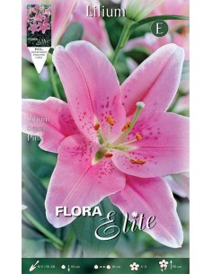 GIGLIO "LILIUM ORIENTAL PINK" 2 BULBI