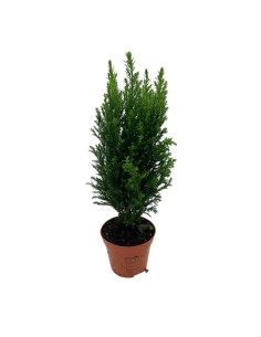 CHAMAECYPARIS LAWSONIANA ELLWOODII colore grigio-blu