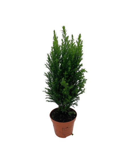 CHAMAECYPARIS LAWSONIANA ELLWOODII colore grigio-blu