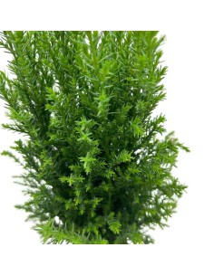 CHAMAECYPARIS LAWSONIANA ELLWOODII colore grigio-blu 2