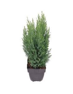 CHAMAECYPARIS LAWSONIANA ELLWOODII colore grigio-blu 2