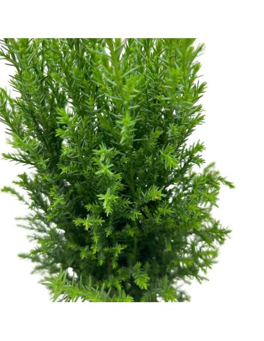 CHAMAECYPARIS LAWSONIANA ELLWOODII colore grigio-blu