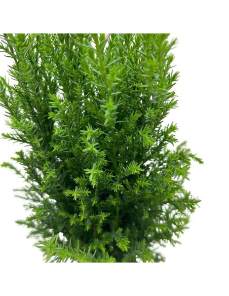 CHAMAECYPARIS LAWSONIANA ELLWOODII colore grigio-blu