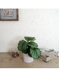 CALATHEA ORBIFOLIA La Pianta da Interno che Arreda