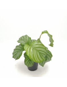 CALATHEA ORBIFOLIA La Pianta da Interno che Arreda 2
