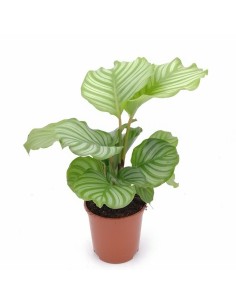CALATHEA ORBIFOLIA La Pianta da Interno che Arreda 2