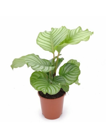 CALATHEA ORBIFOLIA La Pianta da Interno che Arreda