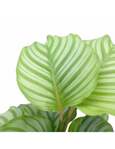 CALATHEA ORBIFOLIA La Pianta da Interno che Arreda