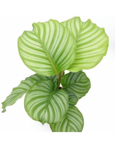 CALATHEA ORBIFOLIA La Pianta da Interno che Arreda