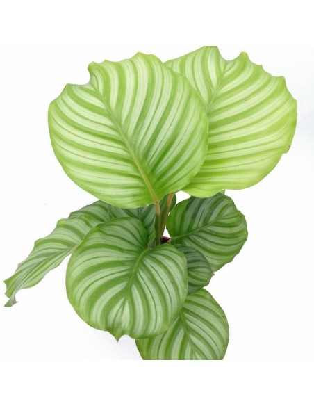 CALATHEA ORBIFOLIA La Pianta da Interno che Arreda