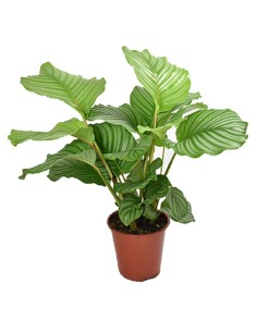 CALATHEA ORBIFOLIA La Pianta da Interno che Arreda 2
